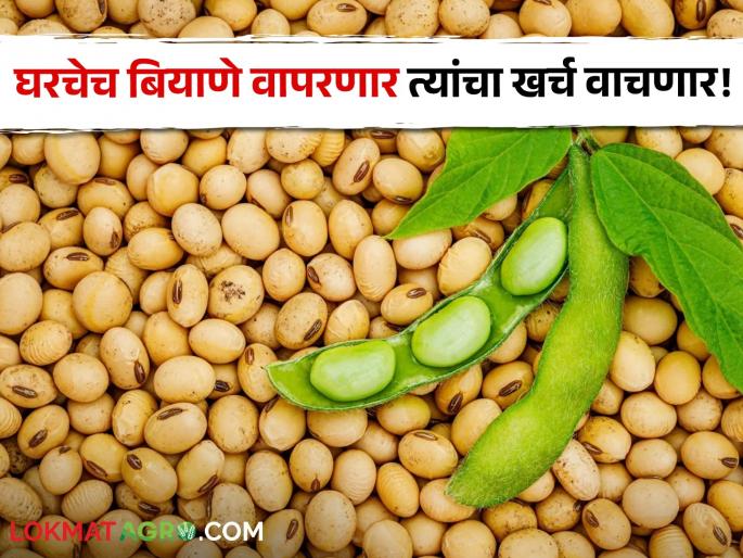 78 crores is saved as farmers use home grown soybean seeds | शेतकरी बांधव घरचे सोयाबीन बियाणे वापरत असल्याने वाचतो ७८ कोटींचा खर्च 78 crores is saved as farmers use home grown soybean seeds | शेतकरी बांधव घरचे सोयाबीन बियाणे वापरत असल्याने वाचतो ७८ कोटींचा खर्च