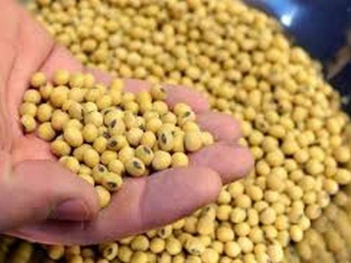 Artificial shortage of soybean seeds in Akola district! | अकोला जिल्ह्यात सोयाबीन बियाण्यांचा कृत्रीम तुटवडा Artificial shortage of soybean seeds in Akola district! | अकोला जिल्ह्यात सोयाबीन बियाण्यांचा कृत्रीम तुटवडा