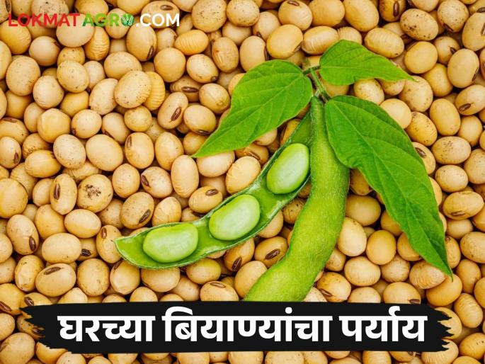 This year, 65 percent farmers will sow homegrown soybean seeds | Soybean Cultivation यावर्षी ६५ टक्के शेतकरी करणार घरच्या सोयाबीन बियाण्यांची पेरणी This year, 65 percent farmers will sow homegrown soybean seeds | Soybean Cultivation यावर्षी ६५ टक्के शेतकरी करणार घरच्या सोयाबीन बियाण्यांची पेरणी
