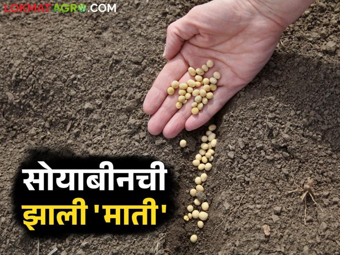latest news Soybean Seeds : The Soybean seeds that were supposed to sprout didn't sprout at all! Read in detail about the companies' deception of farmers | Soybean Seeds : उगवणारं बियाणं उगवलंच नाही; कंपन्यांचे हात वर, शेतकऱ्यांची फसवणूक वाचा सविस्तर