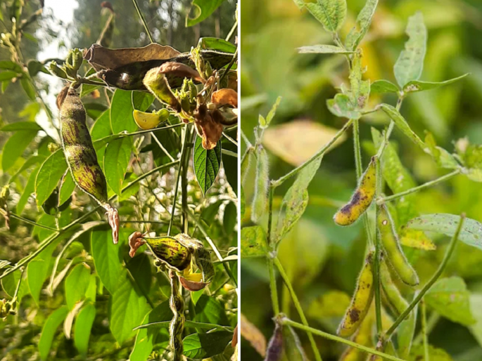 What are the current problems in soybean and tur crops? and its solution | सद्यस्थितीत सोयाबीन आणि तूर पिकातील अडचणी कोणत्या ? आणि त्यावरील उपाय What are the current problems in soybean and tur crops? and its solution | सद्यस्थितीत सोयाबीन आणि तूर पिकातील अडचणी कोणत्या ? आणि त्यावरील उपाय