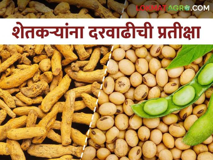 Despite waiting for the last 6 months, the price of soybeans is still in pressure, on the other hand, the price of turmeric continues to fall | गेली ६ महिने वाट पाहूनही सोयाबीनची दरकोंडी कायम दुसरीकडे हळदीच्या दरात ही घसरण सुरूच