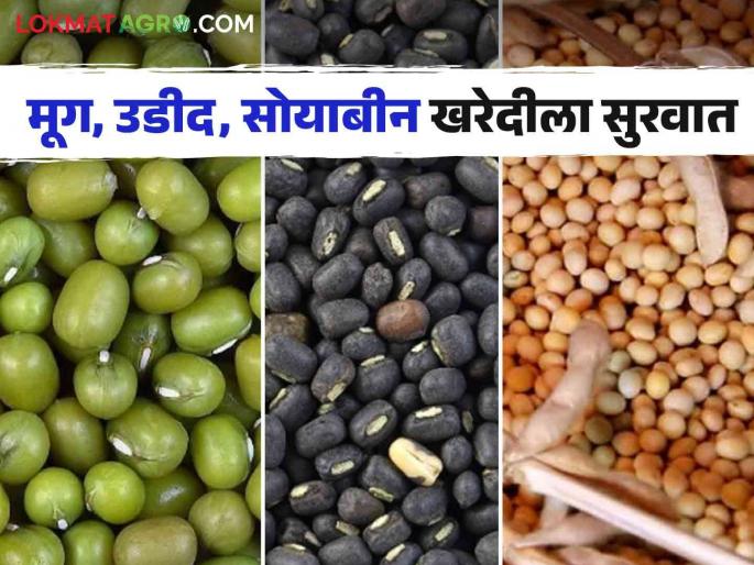 Soybean Kharedi : Approval of 18 centers for purchase of mung bean, Udid, Soybean in Nagar district | Soybean Kharedi : नगर जिल्ह्यात मूग, उडीद, सोयाबीन खरेदीसाठी १८ केंद्रांना मंजुरी Soybean Kharedi : Approval of 18 centers for purchase of mung bean, Udid, Soybean in Nagar district | Soybean Kharedi : नगर जिल्ह्यात मूग, उडीद, सोयाबीन खरेदीसाठी १८ केंद्रांना मंजुरी