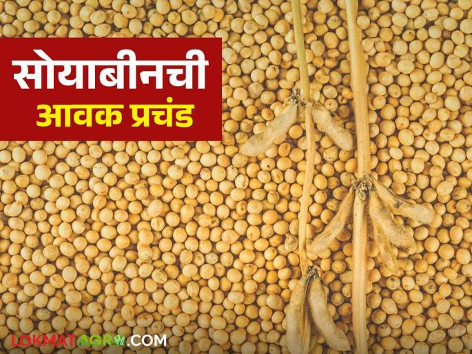 Soybean Market : Inflow of more than half a lakh quintals of soybeans in a week | Soybean Market : आठवडाभरात सव्वा लाख क्विंटलहून अधिक सोयाबीनची आवक; असे मिळत आहेत दर ते वाचा सविस्तर