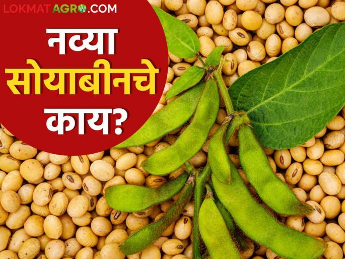 Soybean Market: Soybean price has no effect | Soybean Market : सोयाबीन दराचे गौडबंगाल शेतकऱ्यांना काही उमजेना; करावे तरी काय सुचेना Soybean Market: Soybean price has no effect | Soybean Market : सोयाबीन दराचे गौडबंगाल शेतकऱ्यांना काही उमजेना; करावे तरी काय सुचेना