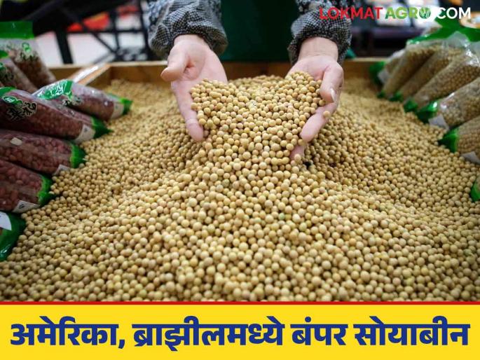 Soybean Market: Soybean arrivals in the international market have increased; What will be the impact on the state? | Soybean Market : आंतरराष्ट्रीय बाजारात सोयाबीनची आवक वाढली; राज्यात त्याचा काय होईल परिणाम Soybean Market: Soybean arrivals in the international market have increased; What will be the impact on the state? | Soybean Market : आंतरराष्ट्रीय बाजारात सोयाबीनची आवक वाढली; राज्यात त्याचा काय होईल परिणाम