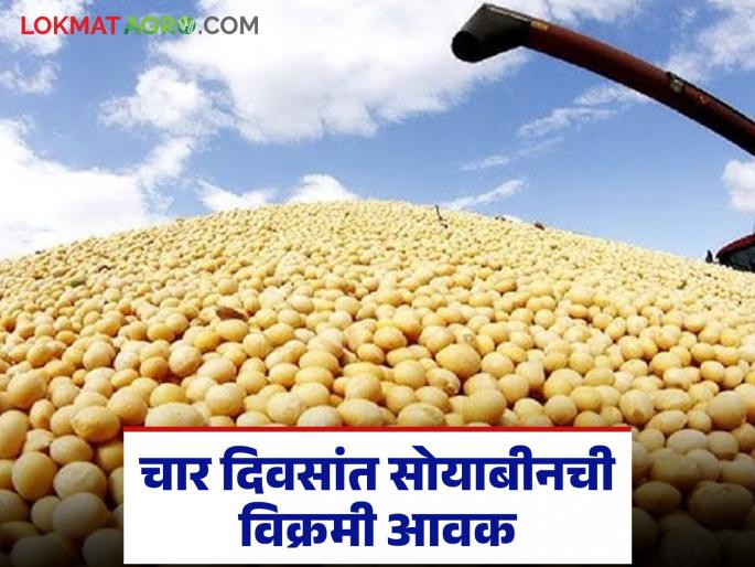 latest news Soybean Market Update: Liveliness in the soybean market on the backdrop of Diwali; Record arrival of soybeans in four days | Soybean Market Update : दिवाळीच्या पार्श्वभूमीवर सोयाबीन बाजारात चैतन्य; चार दिवसांत सोयाबीनची विक्रमी आवक