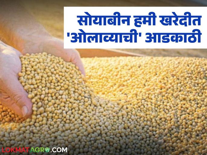 latest news Soybean Kharedi: No goods at guaranteed purchase centers! Moisture is becoming the biggest obstacle | Soybean Kharedi : हमी खरेदी केंद्रांवर माल नाही! ओलावा ठरतोय सर्वात मोठा अडथळा