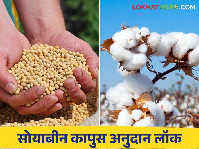Soybean Kapus Anudan : Subsidy lock for soybean, cotton growers; Don't get help from government | Soybean Kapus Anudan : सोयाबीन, कापूस उत्पादकांचे अनुदान लॉक; सानुग्रह मदत मिळेना Soybean Kapus Anudan : Subsidy lock for soybean, cotton growers; Don't get help from government | Soybean Kapus Anudan : सोयाबीन, कापूस उत्पादकांचे अनुदान लॉक; सानुग्रह मदत मिळेना