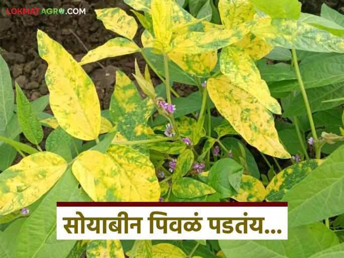 How to identify green and yellow mosaic disease in soybean crop? Read in detail | सोयाबीन पिकातील हिरवा व पिवळा मोझॅक रोग कसा ओळखावा? वाचा सविस्तर How to identify green and yellow mosaic disease in soybean crop? Read in detail | सोयाबीन पिकातील हिरवा व पिवळा मोझॅक रोग कसा ओळखावा? वाचा सविस्तर
