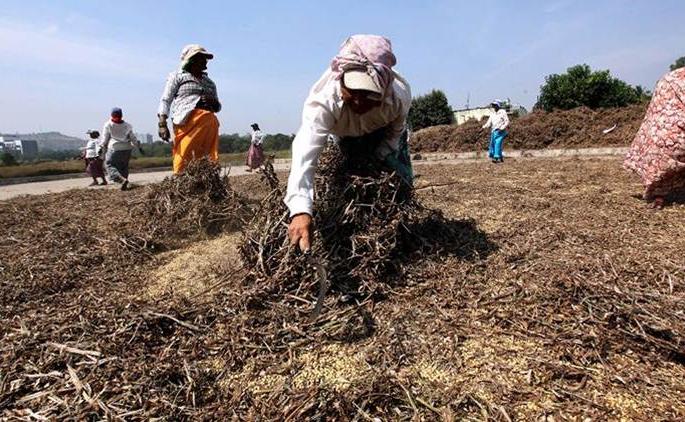 Inferior soybean seeds; Permanent revocation of licenses of 11 companies | सोयाबीनची निकृष्ट बियाणे; ११ कंपन्यांचे परवाने कायमस्वरूपी रद्द Inferior soybean seeds; Permanent revocation of licenses of 11 companies | सोयाबीनची निकृष्ट बियाणे; ११ कंपन्यांचे परवाने कायमस्वरूपी रद्द