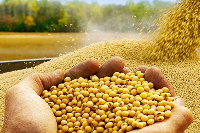 The farmer panicked; Symptoms of chlorosis are seen in soybeans due to heavy rains | शेतकरी धास्तावला; अति पावसाने सोयाबीनमध्ये दिसताहेत क्लोरोसिसची लक्षणे The farmer panicked; Symptoms of chlorosis are seen in soybeans due to heavy rains | शेतकरी धास्तावला; अति पावसाने सोयाबीनमध्ये दिसताहेत क्लोरोसिसची लक्षणे