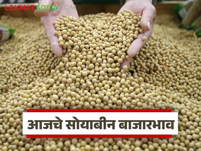 latest news Soybean Bajar Bhav: Soybean market booming; Jalna-Latur in the lead Read in detail | Soybean Bajar Bhav : सोयाबीन बाजारात तेजीचा सुर; जालना-लातूर आघाडीवर वाचा सविस्तर