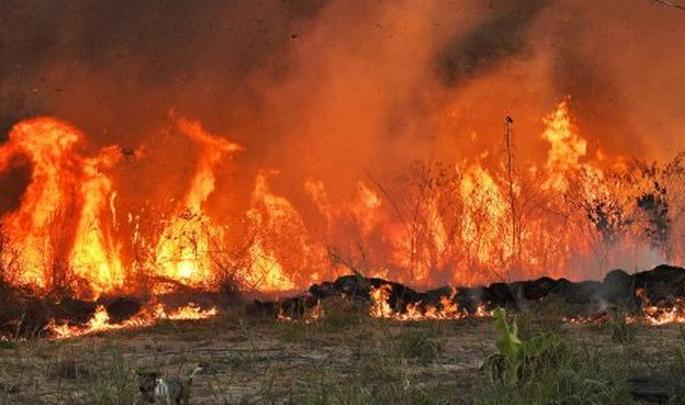 Distorted mentality: Soybeans in the field were set on fire as crabs were not available | विकृत मानसिकता: खेकडे मिळाले नाही म्हणून लावली शेतातील सोयाबीनला आग Distorted mentality: Soybeans in the field were set on fire as crabs were not available | विकृत मानसिकता: खेकडे मिळाले नाही म्हणून लावली शेतातील सोयाबीनला आग