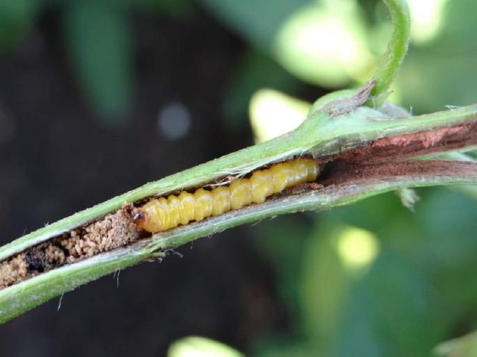 Lessons for farmers to prevent stem borer pest infestation | शेतकऱ्यांना खोड कीड प्रादुर्भाव रोखण्याचे धडे Lessons for farmers to prevent stem borer pest infestation | शेतकऱ्यांना खोड कीड प्रादुर्भाव रोखण्याचे धडे
