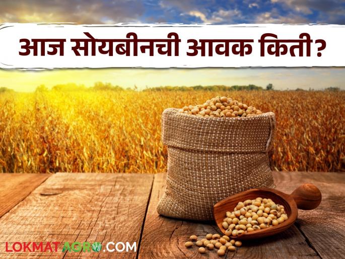 Latest News 11 june 2024 todays soybean bajarbhav in market yards check here details | Soybean Bajarbhav : साक्री बाजारात पिवळ्या सोयाबीनला हमीभाव मिळाला, वाचा आजचे बाजारभाव