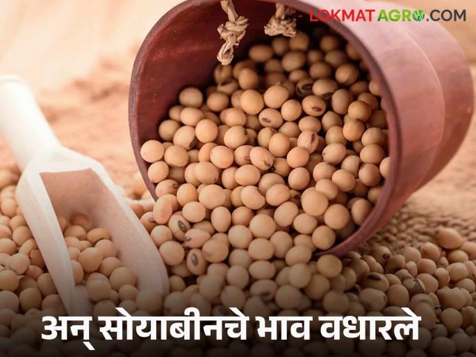 Soybean Market Update: latest news Farmers' soybeans are gone and prices have increased; increased by 'so much' rupees | Soybean Market Update: शेतकऱ्यांचे सोयाबीन संपले अन् भाव वधारले; 'इतक्या' रुपयांनी वाढ Soybean Market Update: latest news Farmers' soybeans are gone and prices have increased; increased by 'so much' rupees | Soybean Market Update: शेतकऱ्यांचे सोयाबीन संपले अन् भाव वधारले; 'इतक्या' रुपयांनी वाढ