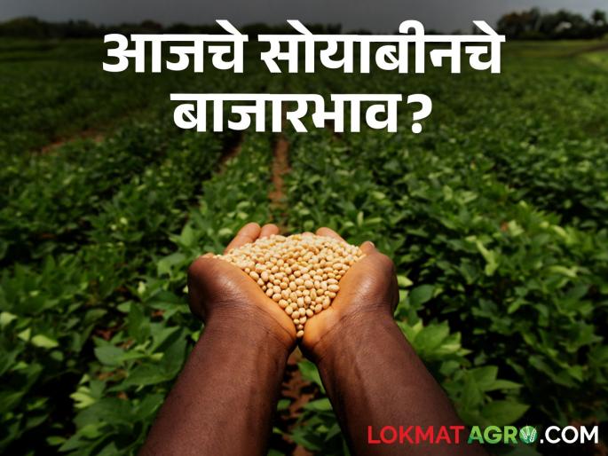 Latest News Todays Soyabean Bajarbhav In tasgoan Market yard check here details | Soyabean Bajarbhav : तासगाव बाजारात पिवळ्या सोयाबीनला काय भाव? जाणून घ्या सविस्तर बाजारभाव  Latest News Todays Soyabean Bajarbhav In tasgoan Market yard check here details | Soyabean Bajarbhav : तासगाव बाजारात पिवळ्या सोयाबीनला काय भाव? जाणून घ्या सविस्तर बाजारभाव