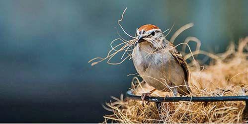 Love with birds and animals ! | चिमणीचं घरटं! Love with birds and animals ! | चिमणीचं घरटं!