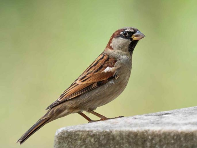 People break up, but she is with her for 11 thousand years; World Sparrow Day, the most dominant species | लोक फुटतात-तुटतात, पण तिची साथ ११ हजार वर्षांपासून! जागतिक चिमणी दिवस, सर्वात प्रबळ प्रजाती People break up, but she is with her for 11 thousand years; World Sparrow Day, the most dominant species | लोक फुटतात-तुटतात, पण तिची साथ ११ हजार वर्षांपासून! जागतिक चिमणी दिवस, सर्वात प्रबळ प्रजाती