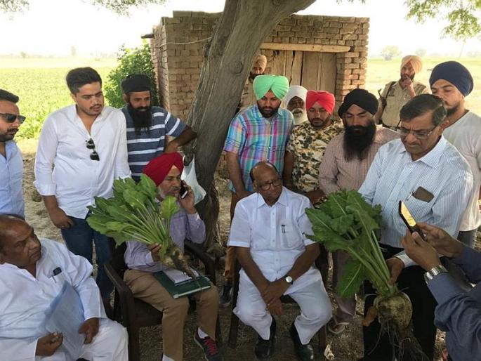 sugar production based on Sugar Beet cultivation in Maharashtra, Sharad pawar | महाराष्ट्रात बीटापासून साखर उत्पादन, पवारांच्या डोक्यातील 'गोडप्लॅन' sugar production based on Sugar Beet cultivation in Maharashtra, Sharad pawar | महाराष्ट्रात बीटापासून साखर उत्पादन, पवारांच्या डोक्यातील 'गोडप्लॅन'