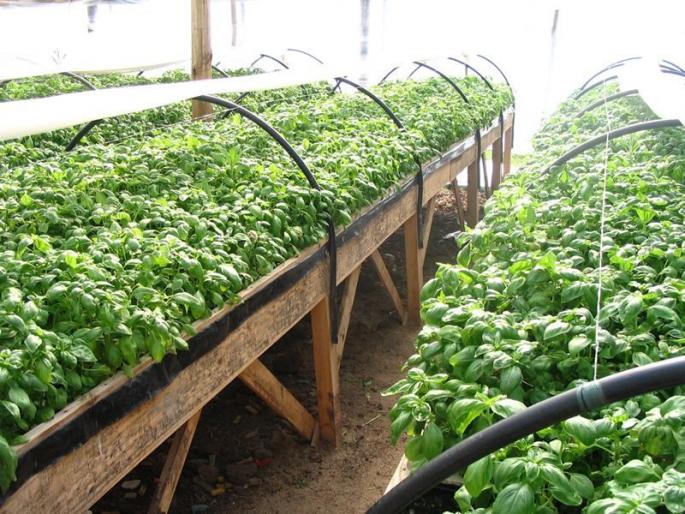 Farmers' imphasis towards spices, aromatic herbs! | शेतकऱ्यांचा कल मसाले, सुगंधी वनौषधीकडे वाढला! Farmers' imphasis towards spices, aromatic herbs! | शेतकऱ्यांचा कल मसाले, सुगंधी वनौषधीकडे वाढला!