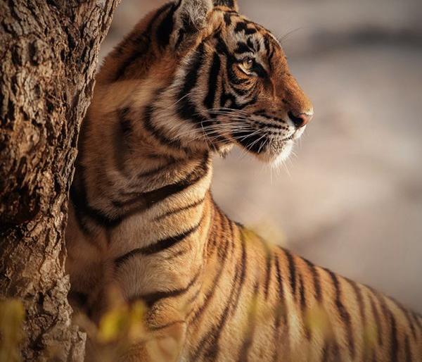 The Tiger Authority reversed the decision to ban tourism in Care Zen | काेअर झाेनमध्ये पर्यटन बंदीचा निर्णय व्याघ्र प्राधिकरणाने फिरविला The Tiger Authority reversed the decision to ban tourism in Care Zen | काेअर झाेनमध्ये पर्यटन बंदीचा निर्णय व्याघ्र प्राधिकरणाने फिरविला