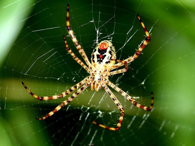 difference between spiders web and fishermans net | जाळं या कोळ्याचं नि जाळं त्या कोळ्याचं difference between spiders web and fishermans net | जाळं या कोळ्याचं नि जाळं त्या कोळ्याचं