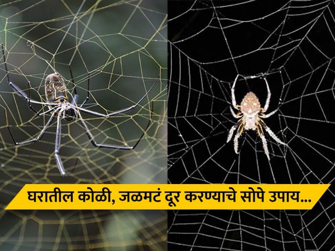 Easy and home remedy tips to keep spider webs off house | घरात कोळ्यांची जाळी, जिथे तिथे कोळी दिसतात? पाहा ३ उपाय- पुन्हा घरात दिसणार नाहीत जळमटं