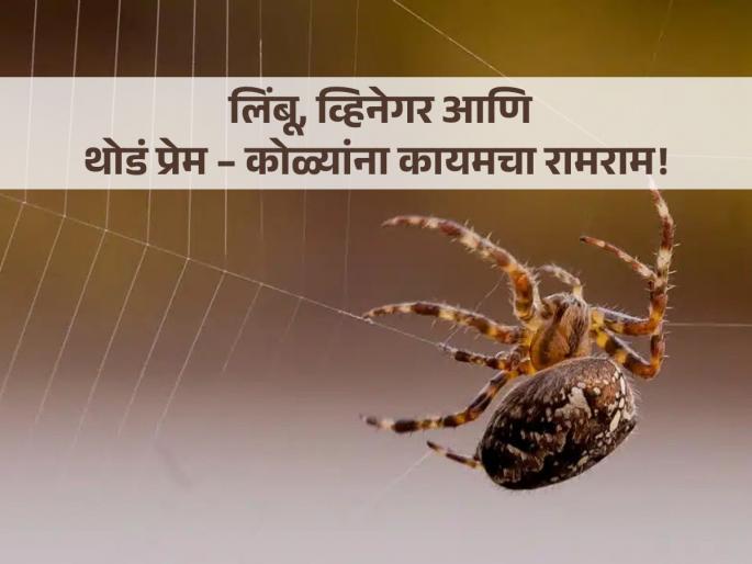 Home remedies to get rid of spiders at house permanently | साफ केल्यानंतरही परत येतात कोळ्यांची जाळी? 'हे' सोपे उपाय ठरतील रामबाण!