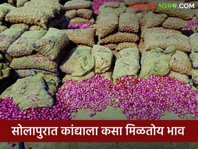 Two and a half thousand truckloads of onion arrived in Solapur market in a week.. How did get the price? | Kanda Bajar Bhav : सोलापुरात बाजारात आठवड्यात अडीच हजार ट्रक कांदा आवक.. चांगल्या मालास कसा मिळाला दर Two and a half thousand truckloads of onion arrived in Solapur market in a week.. How did get the price? | Kanda Bajar Bhav : सोलापुरात बाजारात आठवड्यात अडीच हजार ट्रक कांदा आवक.. चांगल्या मालास कसा मिळाला दर