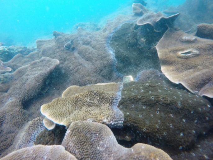 A rare Sponge growing on coral found in Malvan, NIO scientists research | मालवणात सापडला प्रवाळावर वाढणारा दुर्मीळ स्पंज, एनआयओ शास्रज्ञांचे संशोधन A rare Sponge growing on coral found in Malvan, NIO scientists research | मालवणात सापडला प्रवाळावर वाढणारा दुर्मीळ स्पंज, एनआयओ शास्रज्ञांचे संशोधन