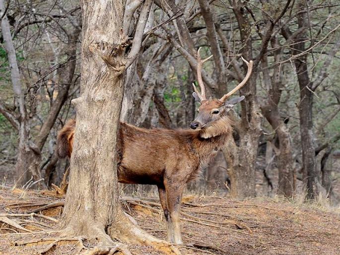 Animals and birds stranded on highways; The rate of human settlement increased | महामार्गांमुळे बेघर झालेले प्राणी-पक्षी सैरभैर; मानवी वस्तीत येण्याचे प्रमाण वाढले Animals and birds stranded on highways; The rate of human settlement increased | महामार्गांमुळे बेघर झालेले प्राणी-पक्षी सैरभैर; मानवी वस्तीत येण्याचे प्रमाण वाढले