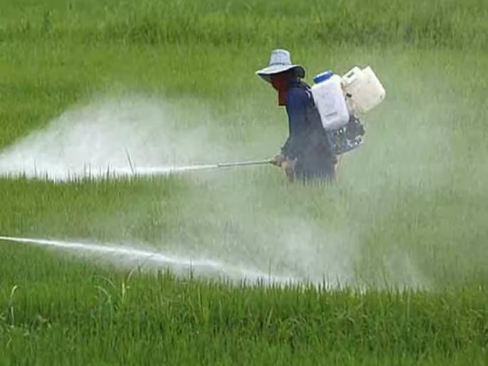 Two children die after being sprayed with pesticide powder in grain in Ahilyanagar | धान्यात टिकवण्यासाठी बापाने फवारली कीडनाशक पावडर; वासाने २ मुलांचा मृत्यू, पत्नी गंभीर Two children die after being sprayed with pesticide powder in grain in Ahilyanagar | धान्यात टिकवण्यासाठी बापाने फवारली कीडनाशक पावडर; वासाने २ मुलांचा मृत्यू, पत्नी गंभीर