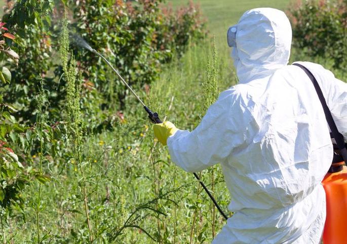 Excessive spraying on fruits and vegetables is detrimental to health | फळे, भाजीपाला पिकावरील जादा फवारणी ठरतेय आरोग्यास अपायकारक   Excessive spraying on fruits and vegetables is detrimental to health | फळे, भाजीपाला पिकावरील जादा फवारणी ठरतेय आरोग्यास अपायकारक