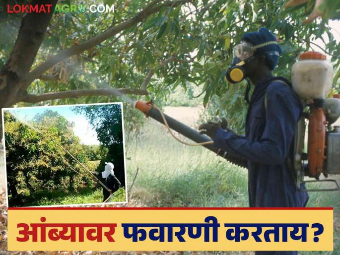 Do pesticides affect mango flowering and fruiting? Read in detail | कीटकनाशकांमुळे आंब्याच्या फुल व फळधारणेवर कसा होतो परिणाम? वाचा सविस्तर Do pesticides affect mango flowering and fruiting? Read in detail | कीटकनाशकांमुळे आंब्याच्या फुल व फळधारणेवर कसा होतो परिणाम? वाचा सविस्तर