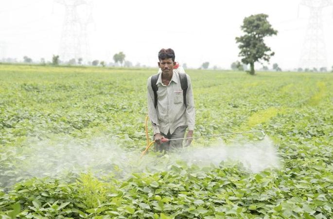  Pesticide spraying encreases poisoning insidentes in Akola | कीटकनाशक फवारणीमुळे विषबाधेचे प्रकार वाढले!