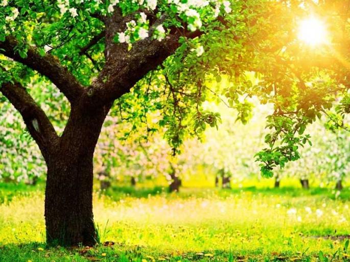 lokmat special feature on vasant rutu | 'लोकमत' लेखमालाः शिशीर सरला, वसंत आला! lokmat special feature on vasant rutu | 'लोकमत' लेखमालाः शिशीर सरला, वसंत आला!