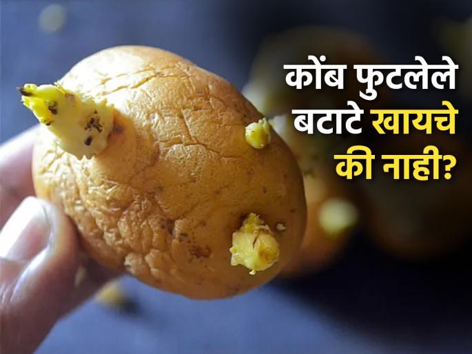 Is It Safe to Eat Sprouted Potatoes? Here's What Experts Say | कोंब आलेले बटाटे खाणं सुरक्षित असतं का? वाचा खाल तर काय होईल...