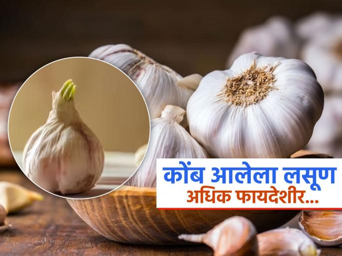Study says sprouted garlic are most powerful than raw garlic | हिरवा कोंब फुटलेला लसूण खाणंही फायद्याचंच, संशोधकांनी सांगितले आरोग्यासाठी गुणकारी काय..