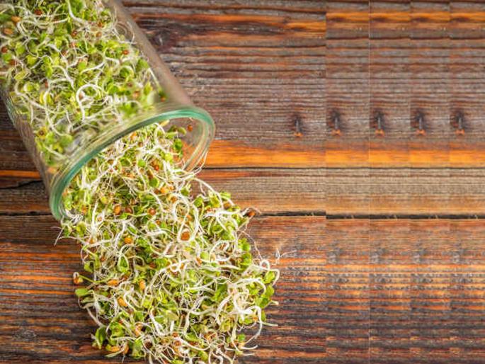 Should the elderly people not consume sprouted grains | वाढत्या वयात मोड आलेले कडधान्य खाणं नुकसानकारक? जाणून घ्या सत्य Should the elderly people not consume sprouted grains | वाढत्या वयात मोड आलेले कडधान्य खाणं नुकसानकारक? जाणून घ्या सत्य