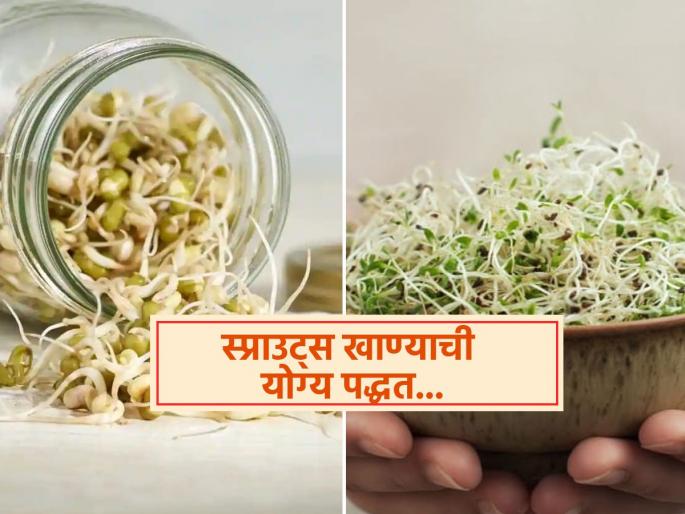 What is the best ways of eating sprouts | कच्चे खायचे की उकडून? वाचा स्प्राउट्स खाण्याची योग्य पद्धत, नाही तर पोटात होईल गडबड