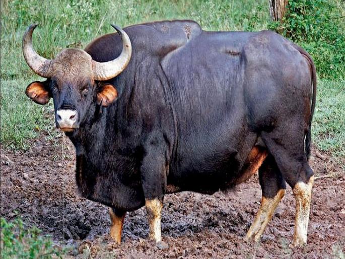 A person was attacked by bison in Satara, he is being treated in hospital | पानेरीत गव्यांच्या हल्यात एकजण जखमी; वाल्मीक पठारावरील घटना A person was attacked by bison in Satara, he is being treated in hospital | पानेरीत गव्यांच्या हल्यात एकजण जखमी; वाल्मीक पठारावरील घटना