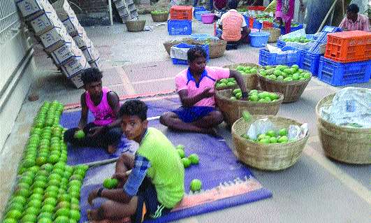 Decrease in the production of apricot mangoes | हापूस आंब्याच्या उत्पादनात घट