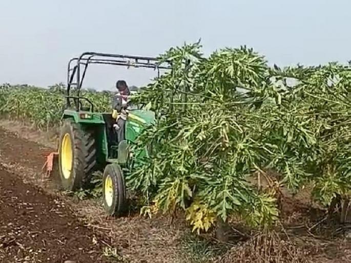 As the cost of cultivation is not even covered, a farmer from Dhanur rotates a rotavator on six acres of papaya crop in his farm. | उभ्या पिकावर शेतकऱ्यानं फिरवला ट्रॅक्टर; लागवडीचा खर्चही न निघाल्यानं नैराश्य As the cost of cultivation is not even covered, a farmer from Dhanur rotates a rotavator on six acres of papaya crop in his farm. | उभ्या पिकावर शेतकऱ्यानं फिरवला ट्रॅक्टर; लागवडीचा खर्चही न निघाल्यानं नैराश्य
