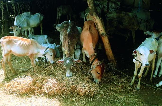 There is no shortage of fodder; Then where did the fodder go? | अधिकारी म्हणतात टंचाई नाहीच; मग चारा गेला कुठे ?