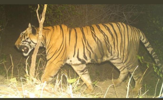 KT-1 tiger dies at Gorewada Rescue Center, Nagpur | नागपूरच्या गोरेवाडा रेस्क्यू सेंटरमध्ये केटी-1 वाघाचा मृत्यू KT-1 tiger dies at Gorewada Rescue Center, Nagpur | नागपूरच्या गोरेवाडा रेस्क्यू सेंटरमध्ये केटी-1 वाघाचा मृत्यू