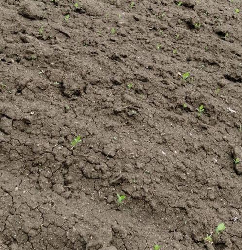 Farmers in Wardha district are now waiting fir rain | वर्धा जिल्ह्यातील शेतकऱ्यांची भिस्त आता आर्द्रावर; पावसाने फिरविली पाठ