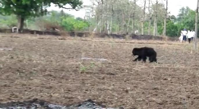 Bears run to Wardha in search of water | पाण्याच्या शोधार्थ अस्वलाची वर्धा शहराकडे धाव Bears run to Wardha in search of water | पाण्याच्या शोधार्थ अस्वलाची वर्धा शहराकडे धाव