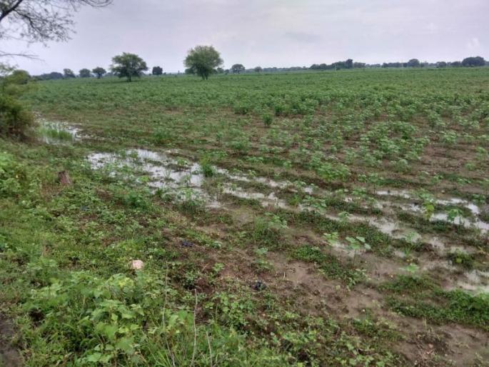 19 victims of natural calamities this year; Crop damage on 1.98 lakh hectares | नैसर्गिक आपत्तीचे यंदा १९ बळी; १.९८ लाख हेक्टरवरील पिकांचे नुकसान 19 victims of natural calamities this year; Crop damage on 1.98 lakh hectares | नैसर्गिक आपत्तीचे यंदा १९ बळी; १.९८ लाख हेक्टरवरील पिकांचे नुकसान